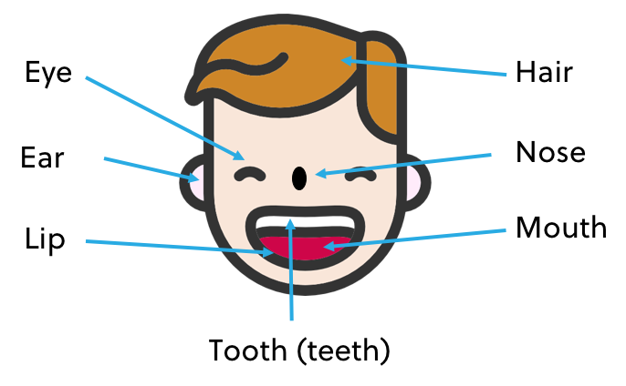 Parts Of The Mouth In English